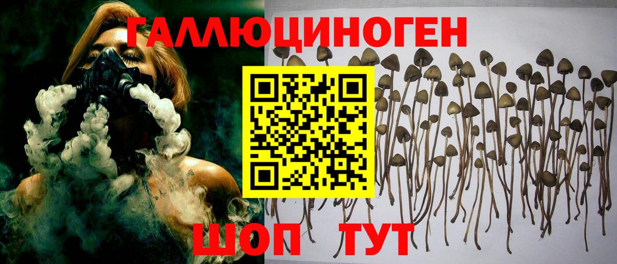 Славгород  Псилоцибиновые грибы Psilocybine cubensis  Псилоцибиновые грибы мицелий  Вход с VPN 