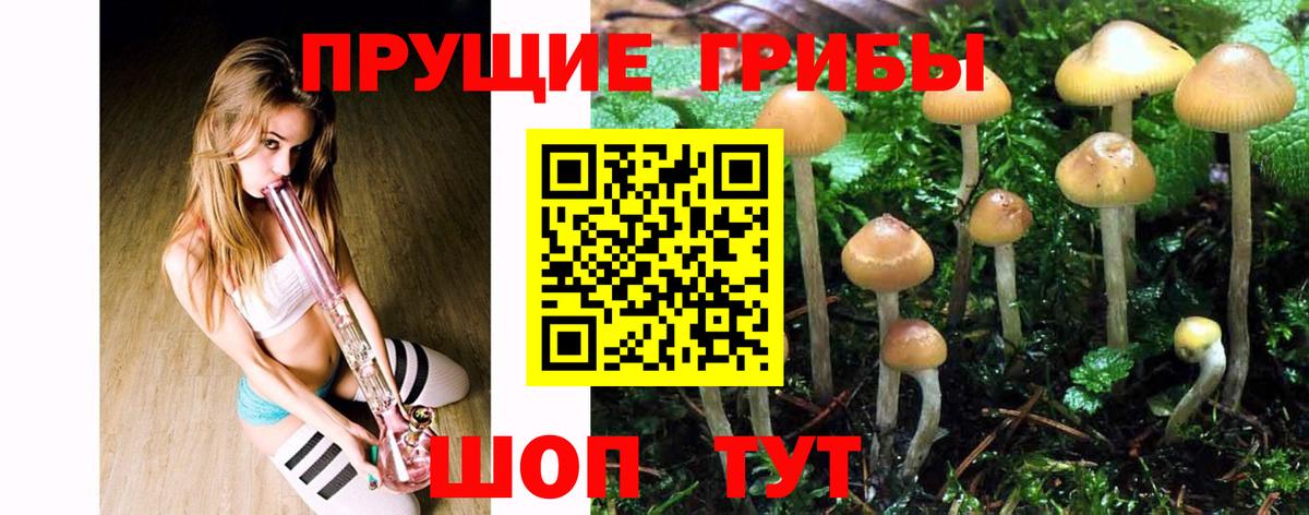 Галлюциногенные грибы Cubensis Славгород